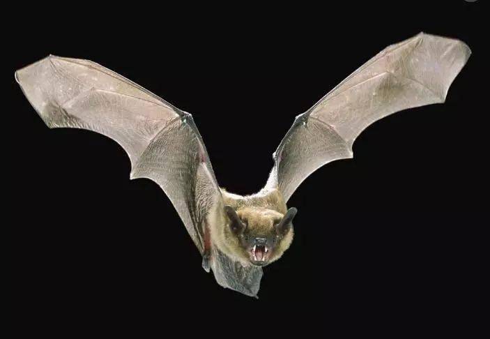 機載雷達發展簡史:，和蝙蝠有什么關系？